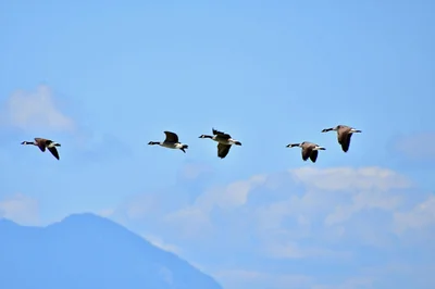 Comment passer de manager à leader inspirant pour vos équipes ?